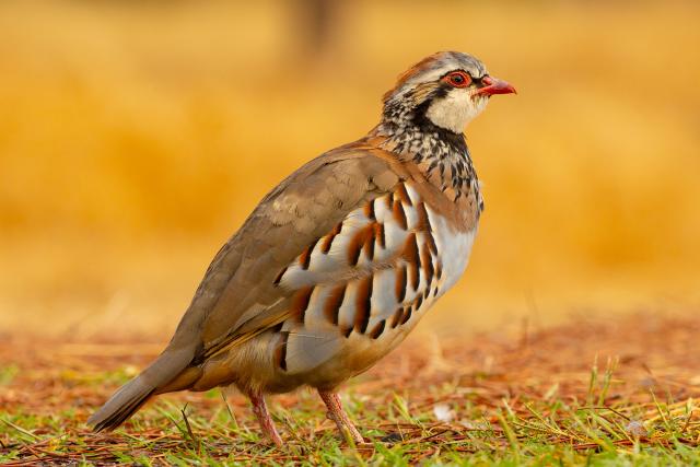 Red-legged partridge, Spain