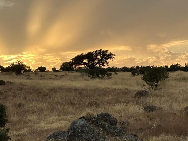 Iberian Lynx habitat, Spain