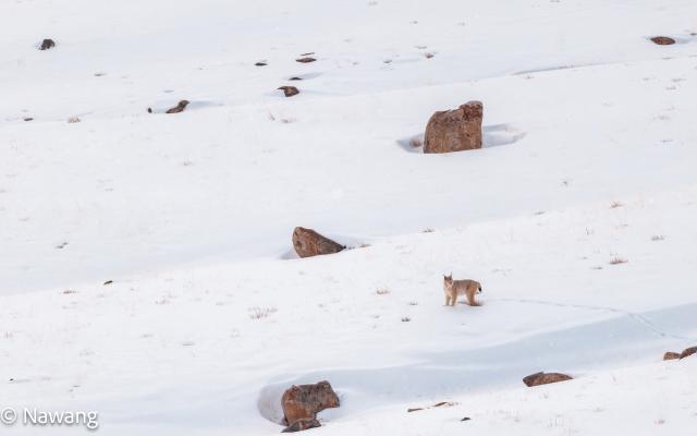 Eurasian lynx