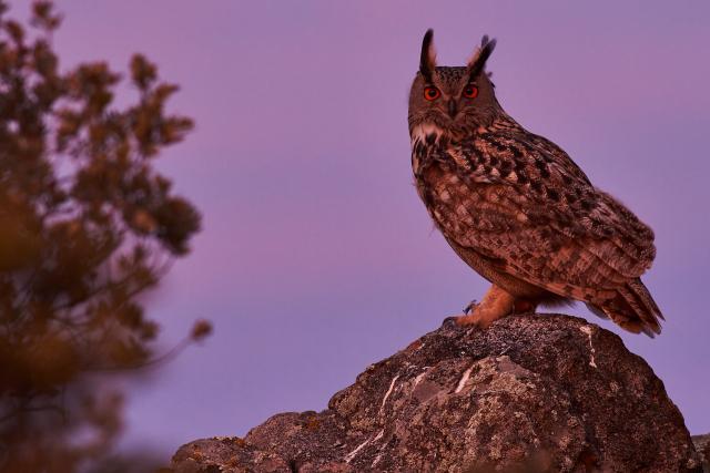 Eurasian eagle-owl, Spain