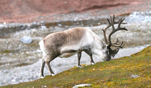 Reindeer in Svalbard