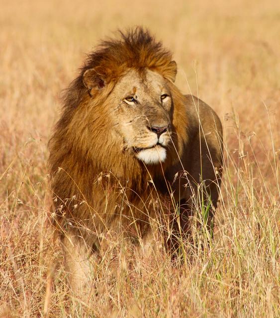 African lion, Tanzania