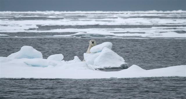 Polar bear in Svalbard