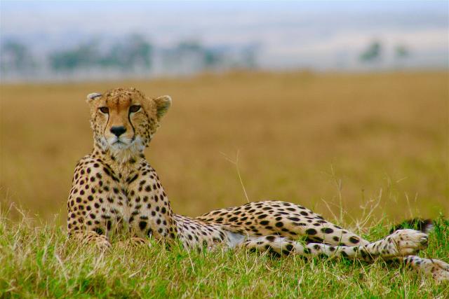 Cheetah, Tanzania