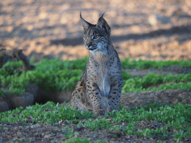 Iberian Lynx, Spain