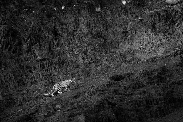 Snow leopard