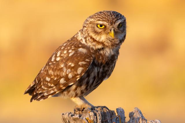 Burrowing owl, Spain