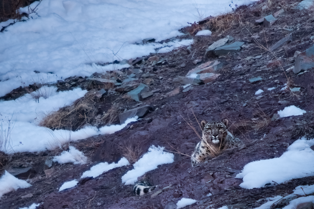 Snow leopard
