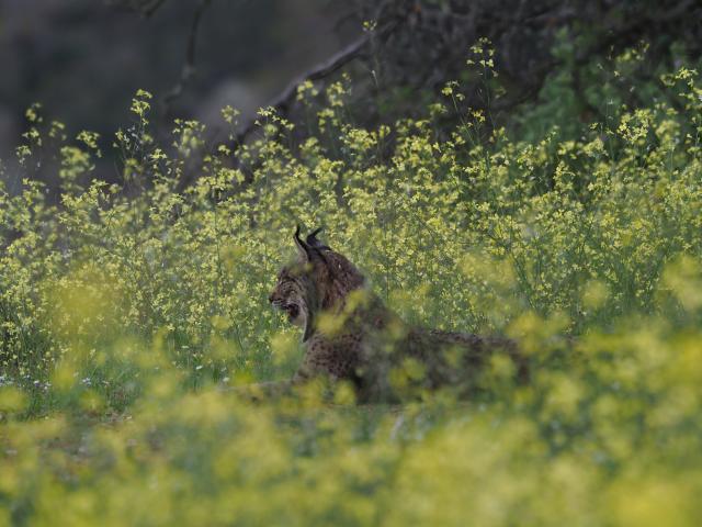 Iberian Lynx, Spain