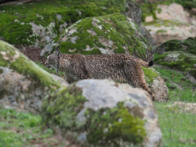 Iberian Lynx, Spain
