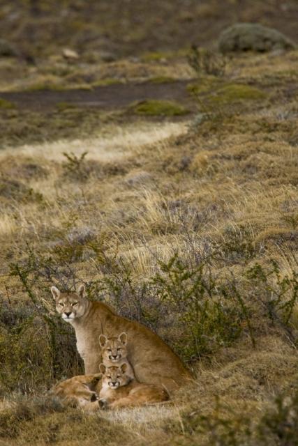 Puma and cubs