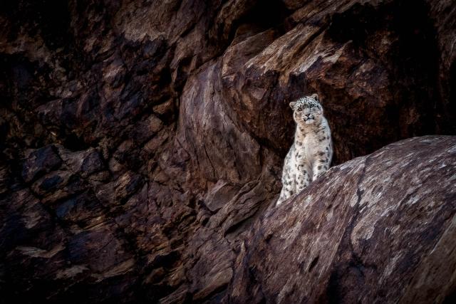 Snow leopard