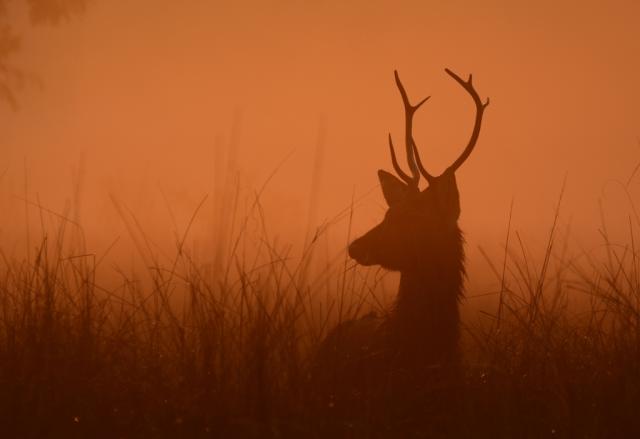 Swamp deer