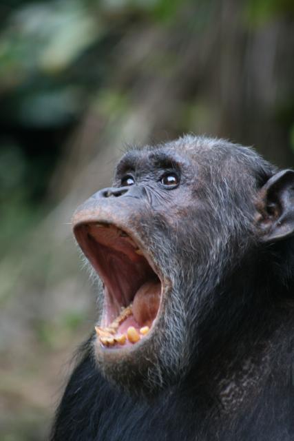 Chimpanzee, Tanzania