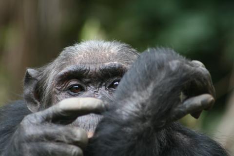 Chimpanzee, Tanzania