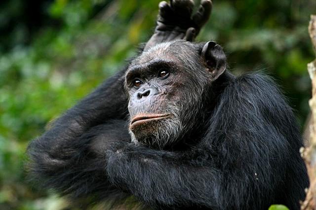 Chimpanzee, Tanzania