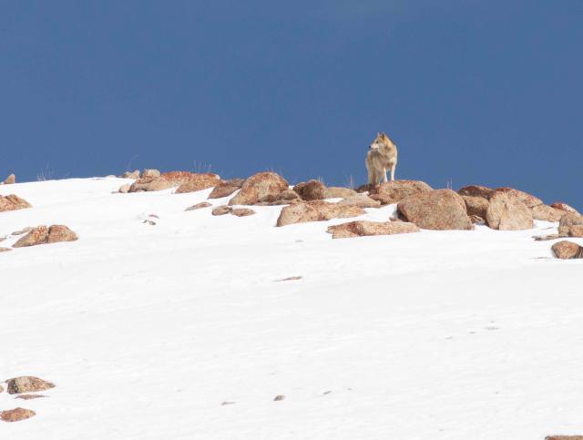 Himalayan wolf