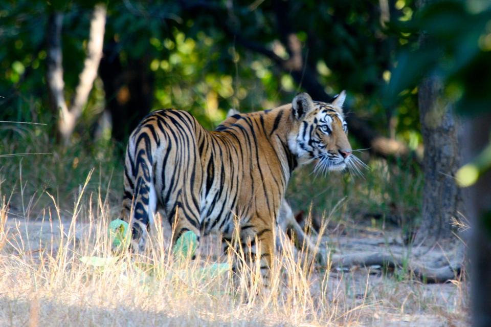 Painting of Bengal Tiger Resting in the Grass on Display at Jaipur