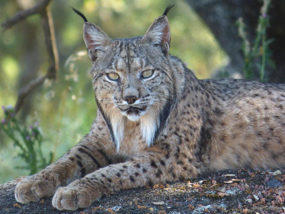 Iberian Lynx, Spain Iberian Lynx, Spain